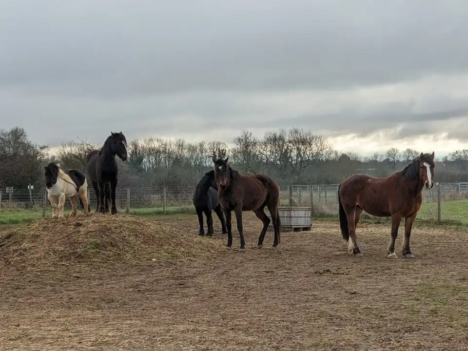 Konie na trackach
