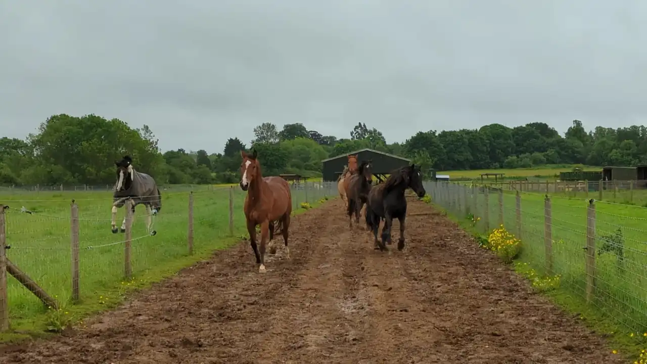 Konie przemieszczające się po tracku pomiędzy padokami