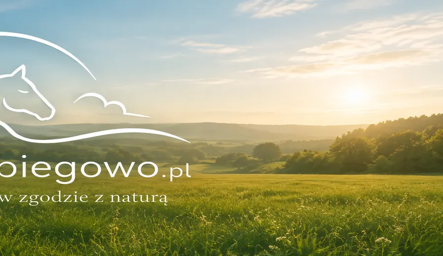 Łąka i zachodzące słońce