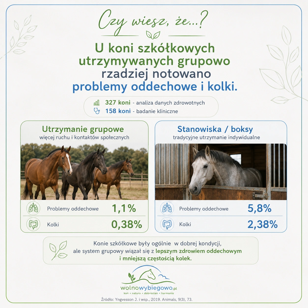 Infografika porównująca zdrowie koni szkółkowych utrzymywanych grupowo i indywidualnie
