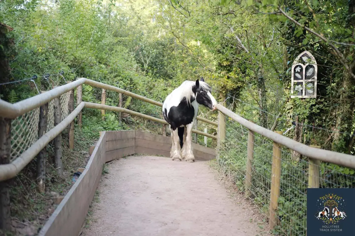 Panda na leśnym tracku Hollytree