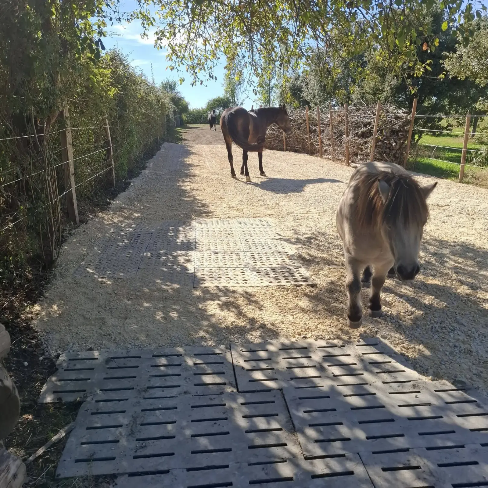 Konie na tracku w Paddock Paradise Vienne